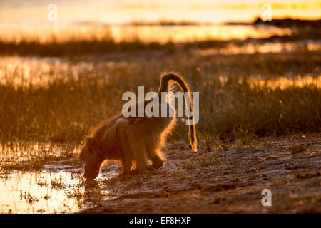 L'Afrique, Botswana, Chobe National Park, le babouin Chacma (Papio ursinus) Eau potable à partir de la piscine dans soleil du matin le long de Chobe Banque D'Images