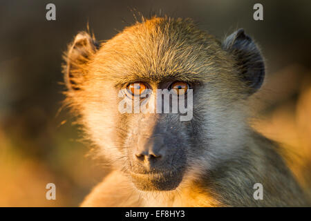 L'Afrique, Botswana, Chobe National Park, Portrait de bébé babouin Chacma (Papio ursinus) assis dans soleil du matin le long de Chobe Banque D'Images