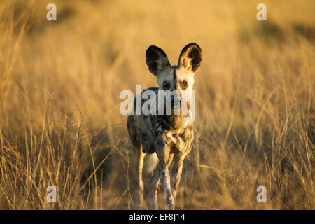 L'Afrique, Botswana, Moremi, le chien sauvage (Lycaon pictus) marche à travers les hautes herbes en Lozère à l'aube Banque D'Images