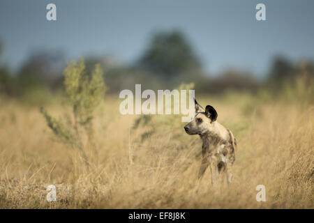 L'Afrique, Botswana, Moremi, le chien sauvage (Lycaon pictus) marche à travers les hautes herbes dans le Delta de l'Okavango Banque D'Images