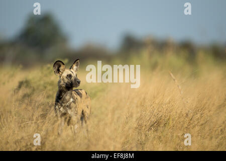 L'Afrique, Botswana, Moremi, le chien sauvage (Lycaon pictus) marche à travers les hautes herbes dans le Delta de l'Okavango Banque D'Images