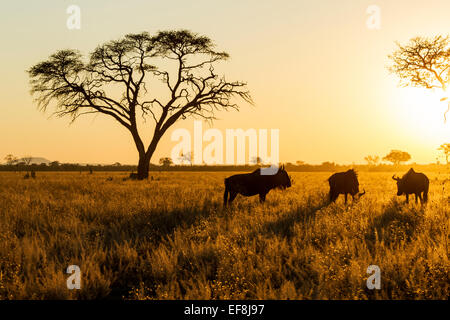 L'Afrique, Botswana, Chobe National Park, Morning sun lights petit groupe de Gnous (Connochaetes taurinus) debout dans Savuti M Banque D'Images