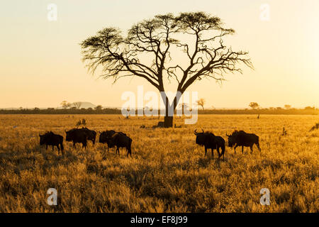 L'Afrique, Botswana, Chobe National Park, Morning sun lights petit groupe de Gnous (Connochaetes taurinus) debout dans Savuti M Banque D'Images