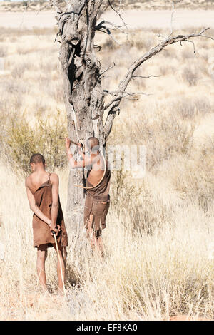 La chasse dans les hautes Bushmen Herbe soyeuse dans un trou de pic Kalahari vérifier pour l'eau de piquer une branche dans l'arbre. Banque D'Images