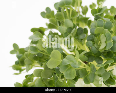 / Cresson le cresson alénois. utilisé dans les salades d'herbes comestibles Banque D'Images