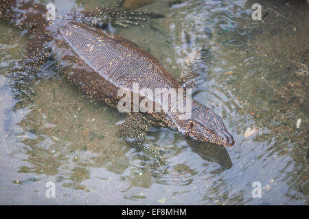 Contrôle de l'eau Asie natation dans les eaux à Donaduwa village port de pêche au sud de la plage de Hikkaduwa, Sri Lanka Banque D'Images