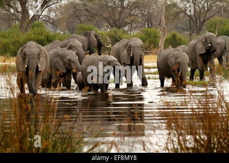 L'éléphant se rafraîchir dans la chaleur de la journée se tenait dans l'eau, potable baigner les bébés ayant du plaisir. Delta de l'Okavango Banque D'Images