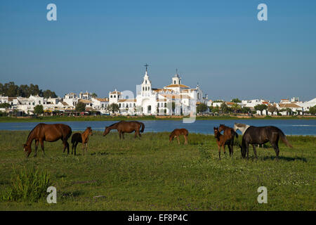 Les chevaux sauvages en face de l'ermitage de El Rocío dans la lagune du parc National de Doñana, El Rocio, Costa de la Luz Banque D'Images