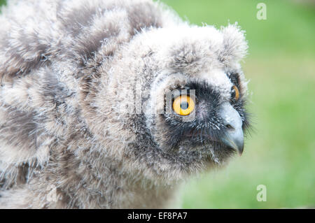 Long-eared Owl (Asio otus) - owlet closeup portrait Banque D'Images