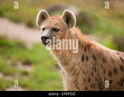 L'Hyène tachetée ou rire hyène (Crocuta crocuta), captive, Saxe, Allemagne Banque D'Images