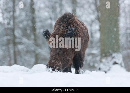 Le sanglier (Sus scrofa), quête de tusker dans la neige, captive, Bavière, Allemagne Banque D'Images