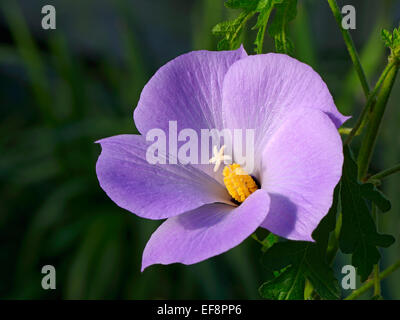 Alyogyne huegelii lilas (Hibiscus), l'Australie Banque D'Images