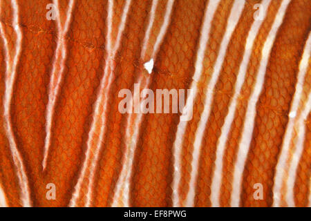 Poisson-papillon rouge (Pterois volitans), d'une vue détaillée des balances et de la ligne latérale, Jordanie Banque D'Images