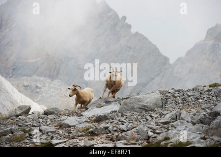 L'Espagne, Cantabria, parc national des Picos de Europa, deux chèvres de montagne courir sur terrain rocailleux Banque D'Images