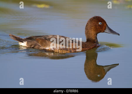 Fuligule nyroca (Aythya nyroca) Banque D'Images