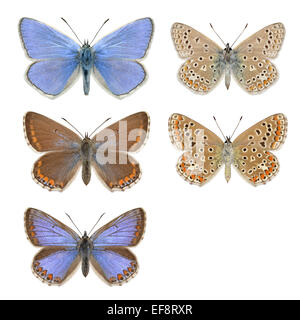 - Polyommatus icarus bleu commun - mâle (rangée du haut) - femelle (milieu et bas). Banque D'Images