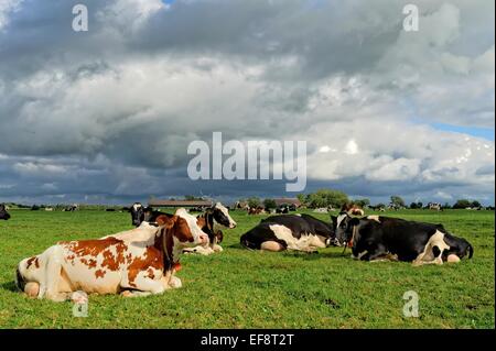 L'allemand, Landkreis Leer, Neermoor, les vaches dans les pâturages à jour nuageux Banque D'Images