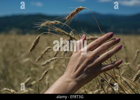 Woman's hand touching du blé dans un champ de blé Banque D'Images