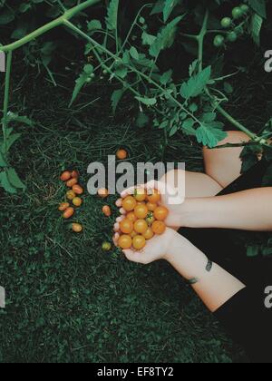 Femme cueillant des tomates fraîches Banque D'Images