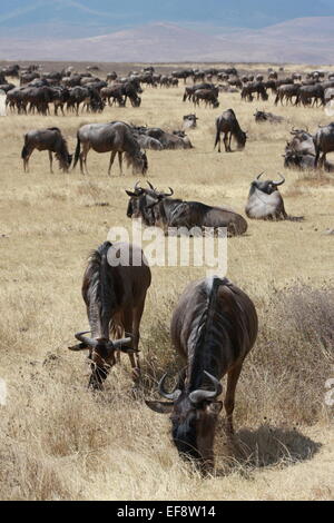 Troupeau de broutage le plus sauvage dans la savane, cratère de Ngorongoro, zone de conservation de Ngorongoro, Tanzanie Banque D'Images