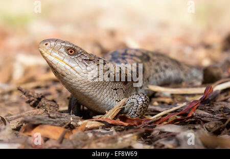 L'Australie, bleu blotched-lézard rampant sur le sol de la flèche Banque D'Images