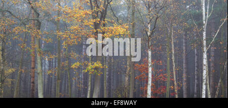 Automne à Westbriggs Woods, Norfolk, Angleterre, Royaume-Uni Banque D'Images