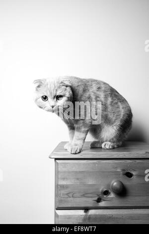 Scottish Fold chat assis sur une poitrine de tirages Banque D'Images