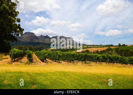 Vignoble vins Bilton à Stellenbosch, Afrique du Sud Banque D'Images