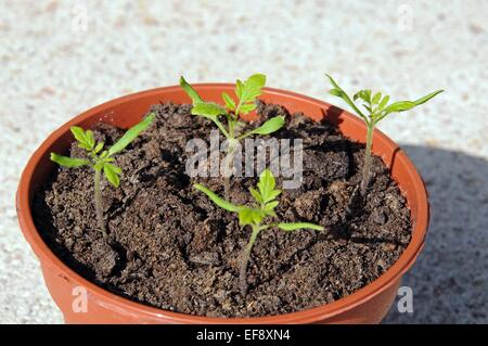 Les semis de tomates cerises Maskotka dans un pot en plastique. Banque D'Images
