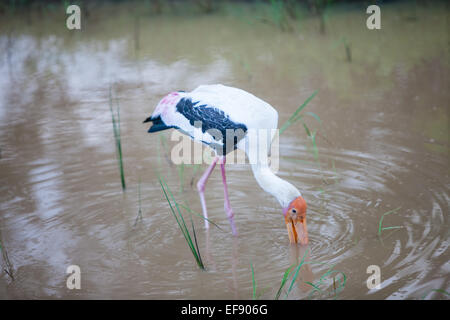 Painted stork.Parc national de Yala, au Sri Lanka. Banque D'Images