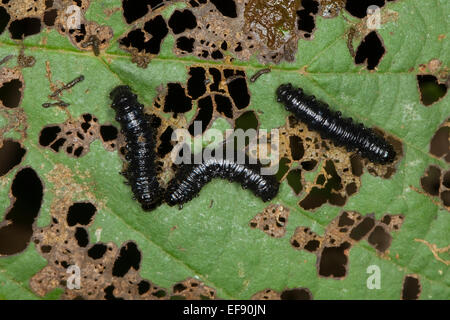 Feuille d'aulne-beetle, larves, larve, grub, Blauer, Erlenblattkäfer Käferlarve, Larven, larve, Erlen-Blattkäfer, Agelastica alni Banque D'Images