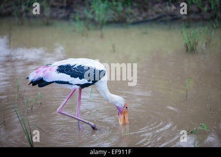 Painted stork.Parc national de Yala, au Sri Lanka. Banque D'Images