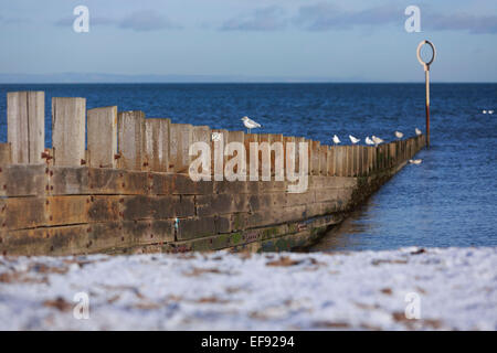 Edinburgh, Royaume-Uni. 29 janvier, 2015. Météo Édimbourg Royaume-uni. Seagull reposent sur le mur en bois. Température de 0 degré journée ensoleillée sur 29/01/2015. Credit : Pako Mera/Alamy Live News Banque D'Images