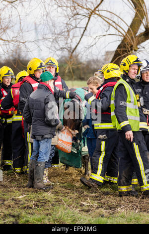 Slade Green, Kent, UK. 29 janvier, 2015. Les 14 mains grands chevaux Snoopy secourus par London Fire Brigade après avoir été coincé dans l'eau boueuse nuit à Slade vert. Crédit : Tom Arne Hanslien/Alamy Live News Banque D'Images