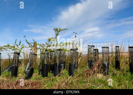 De jeunes arbres récemment plantés en haie, avec protections sur lapin. Banque D'Images