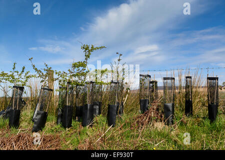 De jeunes arbres récemment plantés en haie, avec protections sur lapin. Banque D'Images