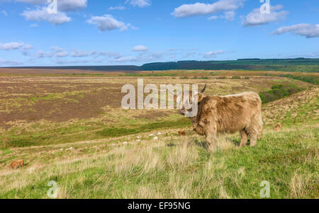Scottish Highland cattle paître sur les pâturages ouverts qui fait partie de la North York Moors national parc. Banque D'Images