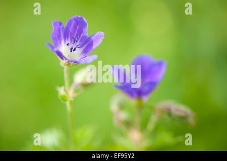 Géranium sauvage (Geranium maculatum) close up avec une faible profondeur de champ, Alpes Françaises. Banque D'Images