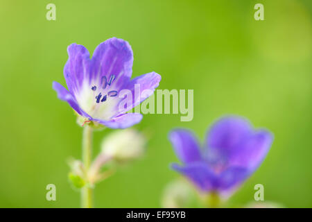 Géranium sauvage (Geranium maculatum) close up avec une faible profondeur de champ, Alpes Françaises. Banque D'Images