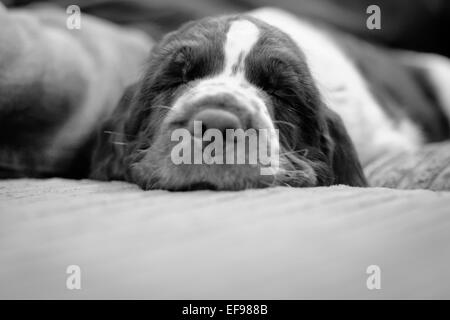 Dormir springer spaniel puppy en noir et blanc Banque D'Images