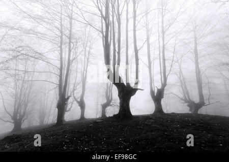 Spooky forêt avec arbres effrayant en noir et blanc Banque D'Images