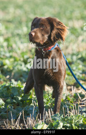 Un Spanlab Labradinger Springador ou ou chien - un labrador croisé avec un Épagneul Springer Anglais. Banque D'Images