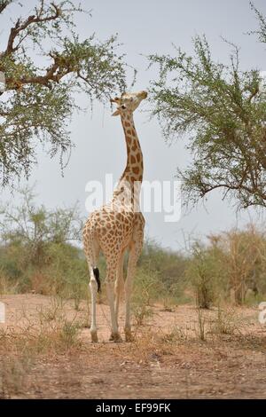 Girafe d'Afrique de l'Ouest - Niger - Girafe Girafe (Giraffa camelopardalis peralta) se nourrissant de leafs Banque D'Images