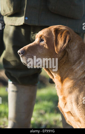 Un Golden Retriever du Labrador avec son propriétaire sur un faisan tourner en Angleterre Banque D'Images