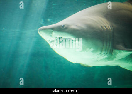 Puissant et dangereux piscine requin sous l'eau Banque D'Images