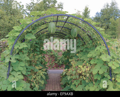 Fig Leaf Gourd croissant sur une pergola dans le jardin de fruits et légumes à Rosemoor dans le Devon, England, UK Banque D'Images