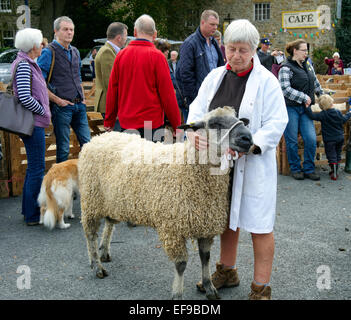 Les moutons d'être jugés au Masham Moutons juste dans le Yorkshire Dales National Park Banque D'Images