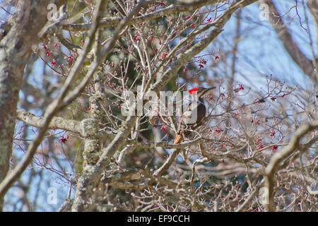 Un grand pic noir et blanc avec un feutre rouge sur sa tête appuyer machinalement sur un tronc d'arbre cornouiller en hiver Banque D'Images