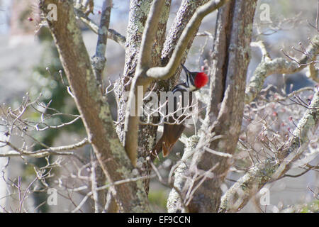 Un grand pic noir et blanc avec un feutre rouge sur sa tête appuyer machinalement sur un tronc d'arbre cornouiller en hiver Banque D'Images