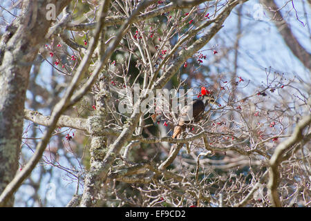 Un grand pic noir et blanc avec un feutre rouge sur sa tête appuyer machinalement sur un tronc d'arbre cornouiller en hiver Banque D'Images